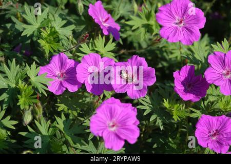 Geranium sanguineum, bloody cranesbill, bee Stock Photo