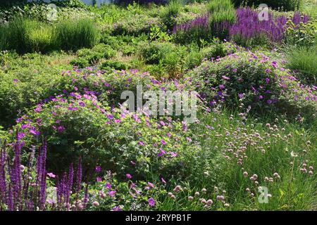 Geranium sanguineum, bloody cranesbill Stock Photo