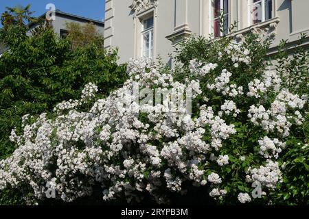 Rosa multiflora, multiflora rose Stock Photo