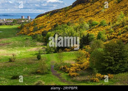 Spring in Scottish Lowlands scenic landscape in the Holyrood Park at the bottom of Arthur's Seat, blooming hillside bushes and meadow in Edinburgh, Sc Stock Photo