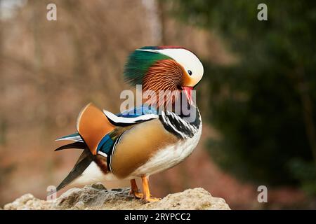 Mandarin Duck (Aix galericulata). Drake standing on a rock, preening Germany Stock Photo