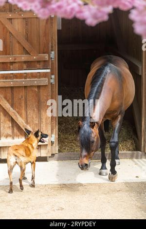 Arabian Horse. Bay stallion looking at Malinois dog standing in front of its stable. Germany Stock Photo