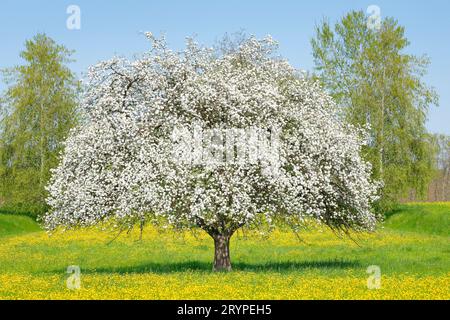 Domestic Apple (Malus domestica). Solitary standing blooming apple tree in the midst of yellow blossoming buttercups. Near Uster in Zuercher Oberland, Canton Zuerich, Switzerland Stock Photo