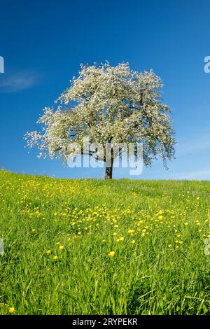 Domestic Apple (Malus domestica). Solitary standing blooming apple tree on a meadow. Near Hombrechtikon in Zuercher Oberland, Canton Zuerich, Switzerland Stock Photo