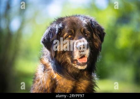 Leonberger. Portrait of a adult male dog. Germany Stock Photo