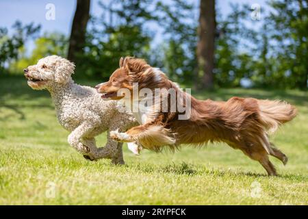 Australian Shepherd. Adult male Stan and its friend, a Labradoodle x Goldendoodle, running on a lawn. Germany Stock Photo