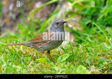 Hedgesparrow, Hedge Accentor, Dunnock (Prunella modularis) standing on a meadow in a garden. Germany Stock Photo