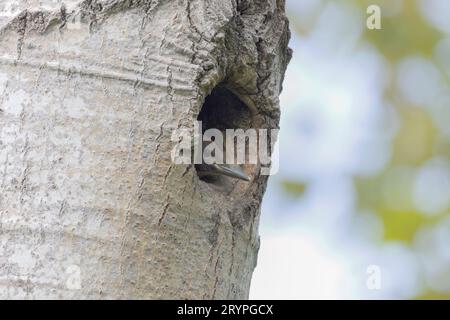The Northern flicker (Colaptes auratus) Stock Photo