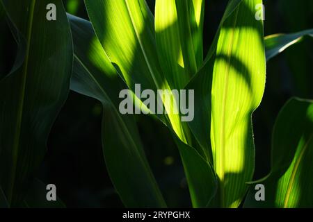 Translucent lush green corn leaves in cultivated field, agriculture and farming concept, selective focus Stock Photo