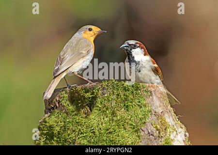 House sparrow (Passer domesticus). A male and Robin (Erithacus rubecula) meet at feeding place. Stock Photo