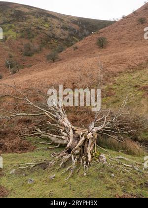 Ashes Hollow, one of the deep valleys cutting into The Long Mynd, an upland area of outstanding natural beauty in South Shropshire, England, UK. Stock Photo