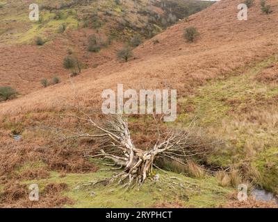 Ashes Hollow, one of the deep valleys cutting into The Long Mynd, an upland area of outstanding natural beauty in South Shropshire, England, UK. Stock Photo