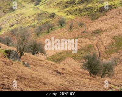 Ashes Hollow, one of the deep valleys cutting into The Long Mynd, an upland area of outstanding natural beauty in South Shropshire, England, UK. Stock Photo