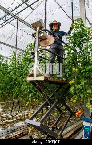 Hand pollination of hydroponically grown hot house tomatoes in Victoria, Australia Stock Photo