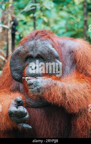 Portrait of Bornean Orangutan eating banana Stock Photo