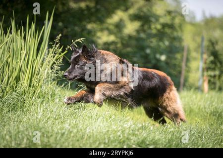 Belgian Shepherd, Tervuren. Adult dog running on a meadow. Germany Stock Photo