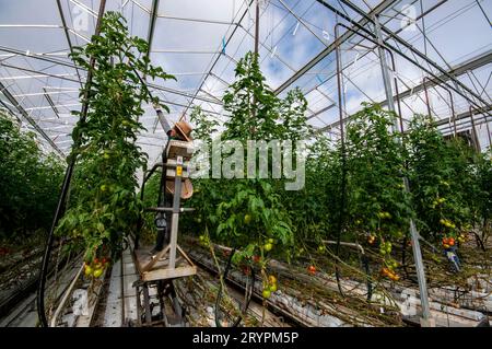Hand pollination of hydroponically grown hot house tomatoes in Victoria, Australia Stock Photo