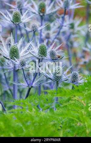 Eryngium zabelii Jos Eijking, sea holly Jos Eijking, Eryngium Sapphire Blue, Eryngium Jos Eijking, cultivar with intensely blue stems and flowers with Stock Photo