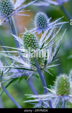 Eryngium zabelii Jos Eijking, sea holly Jos Eijking, Eryngium Sapphire Blue, Eryngium Jos Eijking, cultivar with intensely blue stems and flowers with Stock Photo