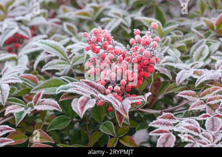 Nandina domestica, heavenly bamboo, Chinese sacred bamboo, sacred bamboo, frost covered evergreen shrub with red berries Stock Photo