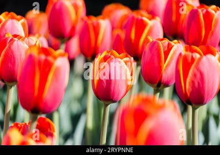 Big flower bed with tulips close up Stock Photo