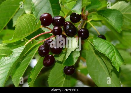 Bird Cherry, Wild Cherry (Prunus avium). Bunches of ripe black cherries on a branch. The relatively small fruits are the precursors of today's improved sweet cherries. Germany Stock Photo