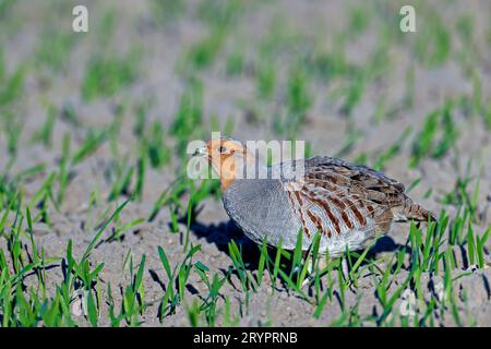 Grey Partridge Perdix perdix. Bird walks on a green field Stock Photo ...