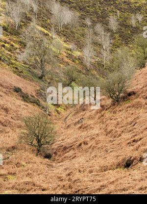 Ashes Hollow, one of the deep valleys cutting into The Long Mynd, an upland area of outstanding natural beauty in South Shropshire, England, UK. Stock Photo