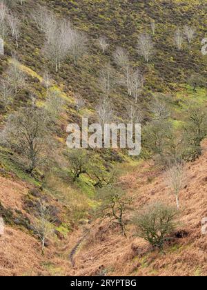 Ashes Hollow, one of the deep valleys cutting into The Long Mynd, an upland area of outstanding natural beauty in South Shropshire, England, UK. Stock Photo