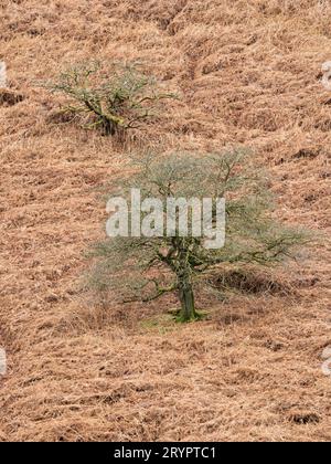 Ashes Hollow, one of the deep valleys cutting into The Long Mynd, an upland area of outstanding natural beauty in South Shropshire, England, UK. Stock Photo