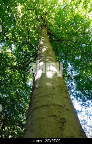 Looking up the long straight truck of a European beech tree in the Sonian Forest in Brussels, Belgium Stock Photo