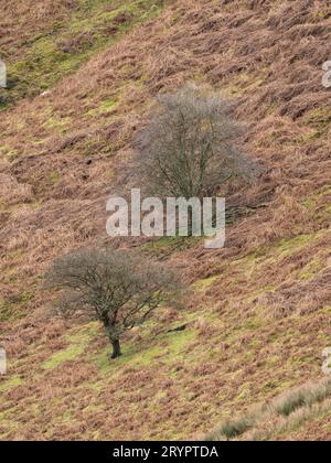 Ashes Hollow, one of the deep valleys cutting into The Long Mynd, an upland area of outstanding natural beauty in South Shropshire, England, UK. Stock Photo