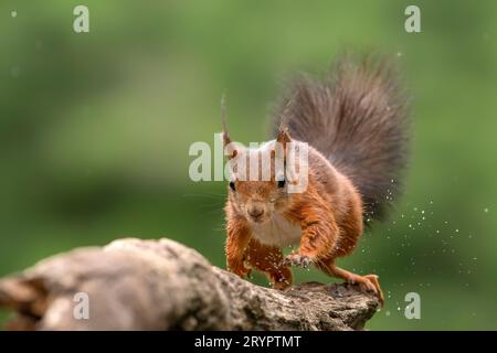 Beautiful jumping Red Squirrel (Sciurus vulgaris) landed on a branch in the forest of Noord Brabant in the Netherlands. Stock Photo