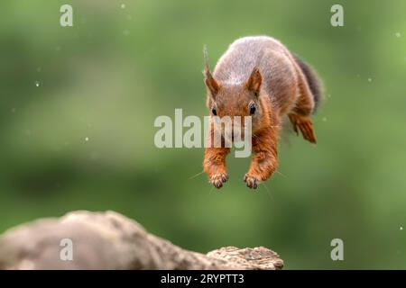 Beautiful jumping Red Squirrel (Sciurus vulgaris) landed on a branch in the forest of Noord Brabant in the Netherlands. Stock Photo