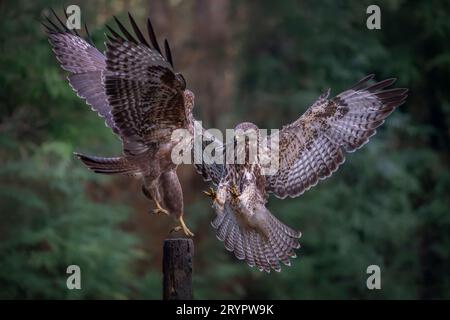 A pair of battling Common Buzzard (Buteo buteo) on a branch in the  forest of Noord Brabant in the Netherlands. Green background Stock Photo