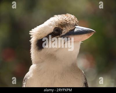 Close-up portrait of wild Australian laughing kookabrra, dracelo, in Queensland garden. Head in profile, green background. Stock Photo