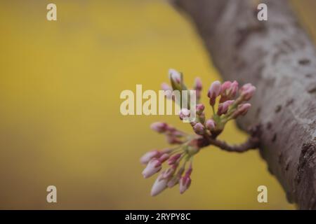 Cherry blossoms before peak bloom in Washington, D.C. Stock Photo