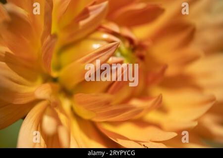 Macro shot of vibrant orange dahlia flower. Stock Photo
