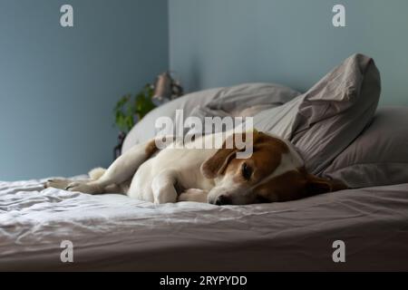 Beagle sleeping on white bed. Stock Photo
