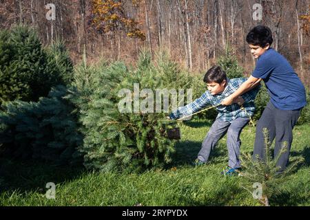 Boys pull freshly cut tree through christmas tree lot. Stock Photo