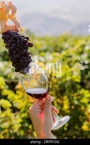 A woman stands with a raised glass of wine, pouring a handful of grapes into the glass Stock Photo