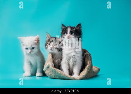 Two kittens in a sack and one next to the bag on a turquoise background Stock Photo