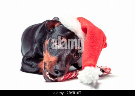 Miniature pinscher puppy in a red santa hat nibbles on a candy cane on a white background Stock Photo