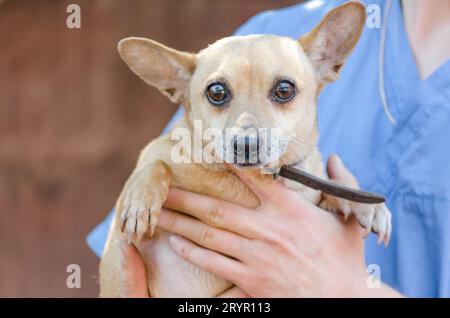 Man in vet uniform hugging a little dog Stock Photo