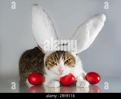 Easter cat in rabbit ears guards three red eggs Stock Photo
