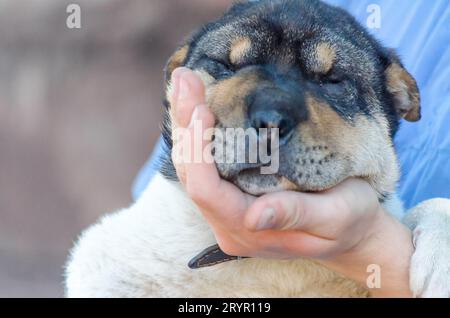 Half sharpei best sale