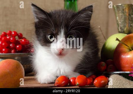 Black and white kitten among fruits Stock Photo