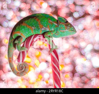 Green chameleon sits on candy canes close up Stock Photo