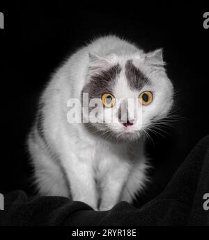 Black white cat with yellow eyes on a black background close up Stock Photo