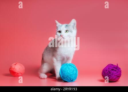 Kitten with multi-colored balls of woolen threads on a pink background Stock Photo